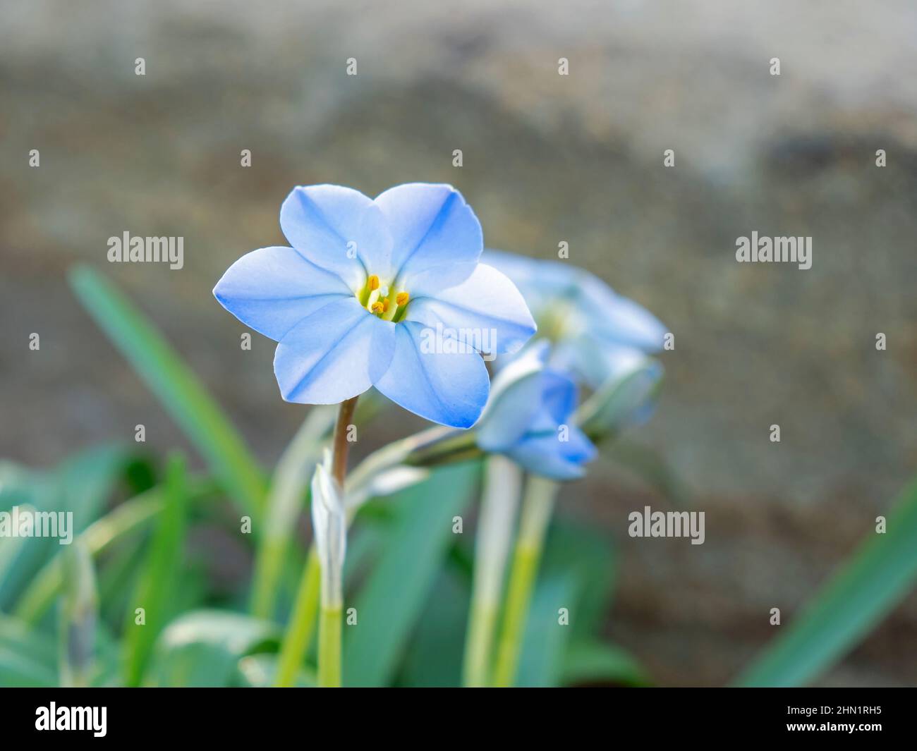 Delicate little blue spring starflower Ipheion uniflorum Stock Photo