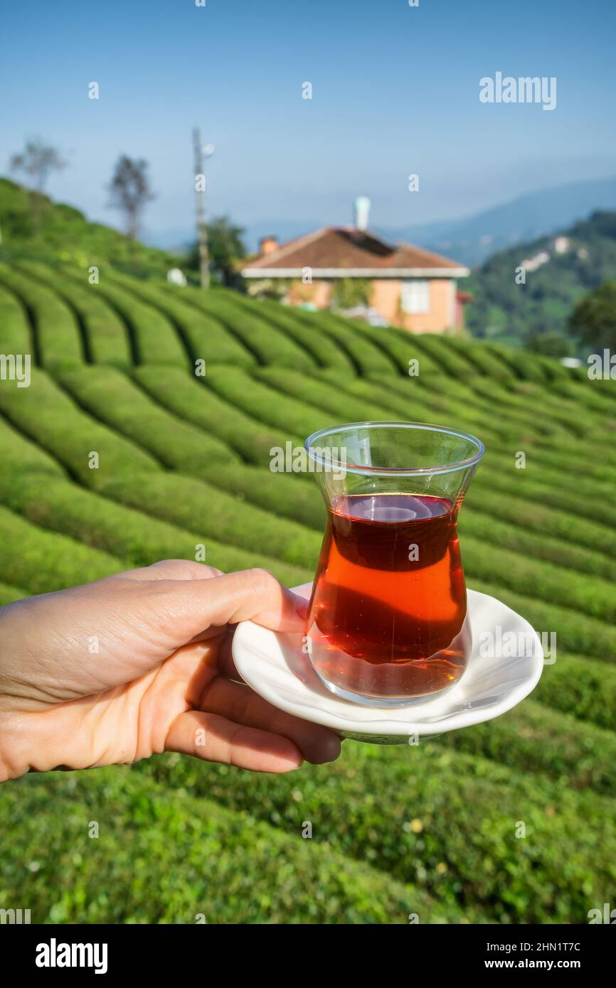 Glass of traditional turkish tea with beautiful tea plantations at background in Turkey. Stock Photo