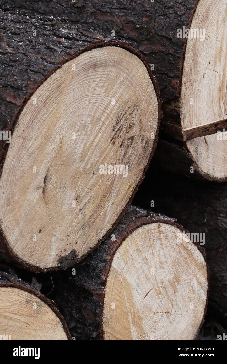 Firewoods. Cherry tree logs Stock Photo