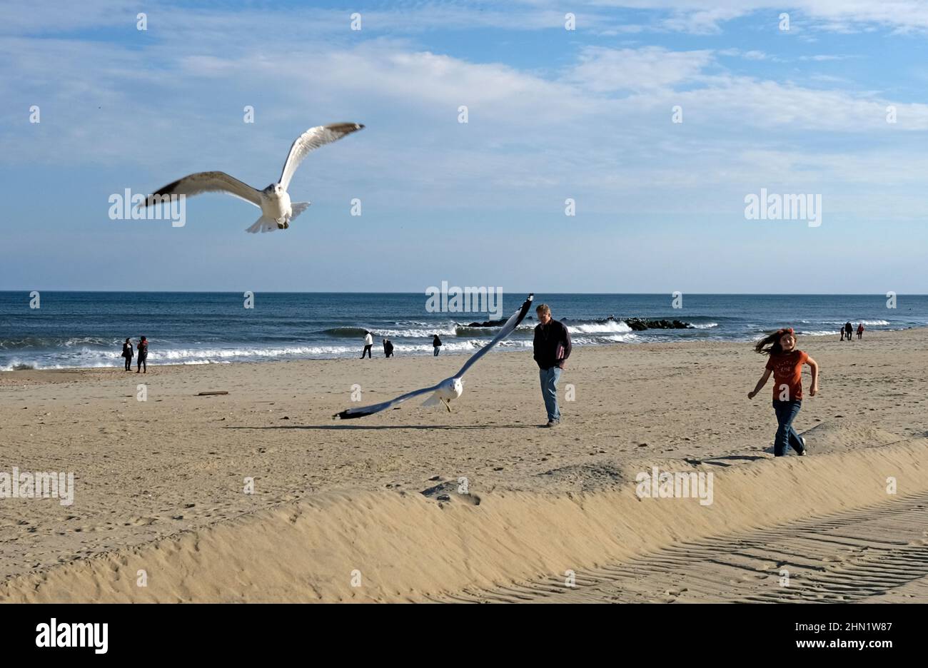 Young Girl chasing seagulls on the beach Stock Photo - Alamy
