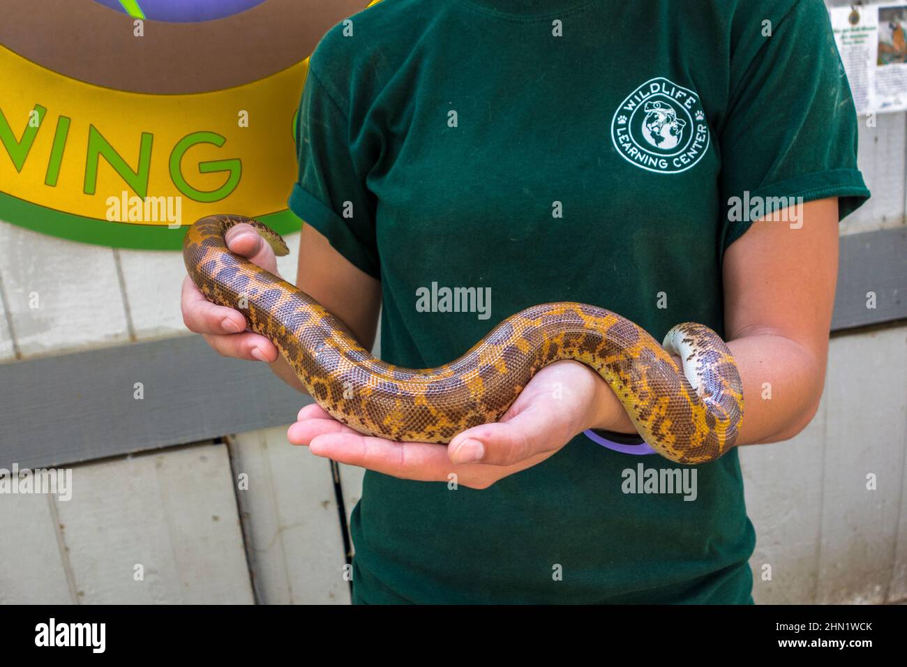 Keeper showing a Kenyan Sand Boa, Gongylophis colubrinus, at the Wildlife Learning Center, Sylmar, California, United States Stock Photo