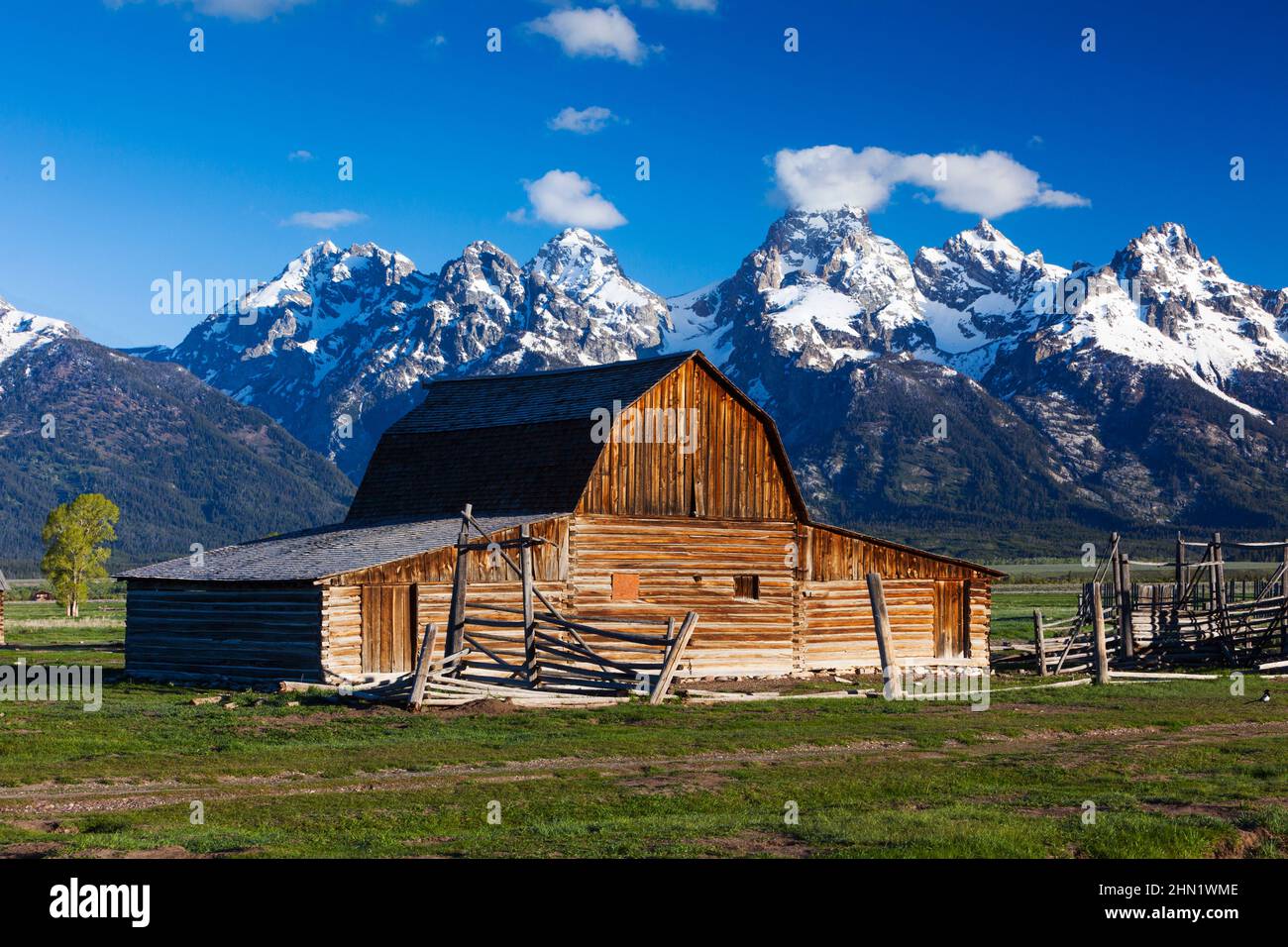 Barn at John Moulton Homestead in June, Mormon Row, Grand Teton NP, Wyoming, USA Stock Photo