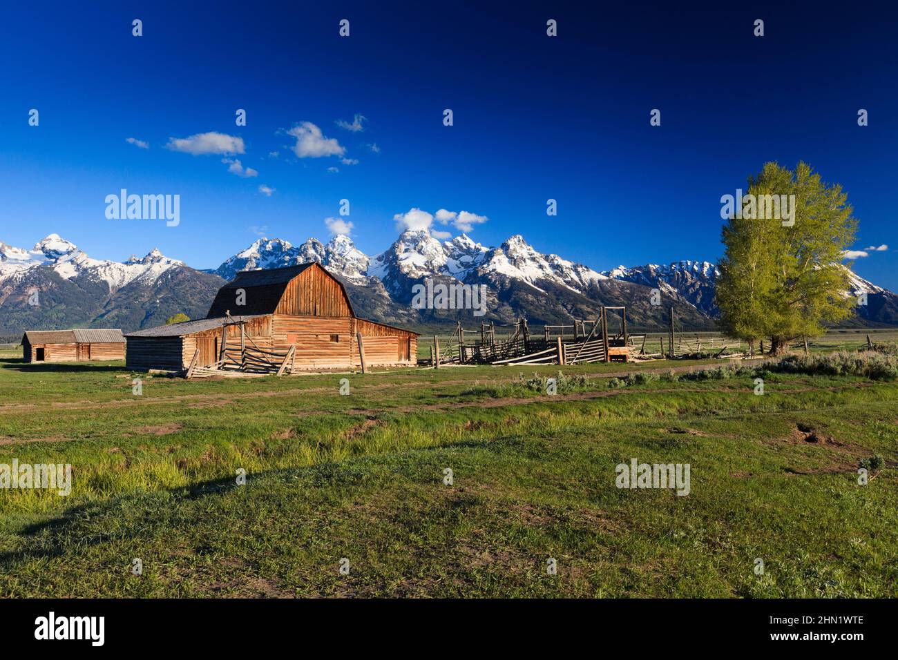 Barn at John Moulton Homestead in June, Mormon Row, Grand Teton NP, Wyoming, USA Stock Photo