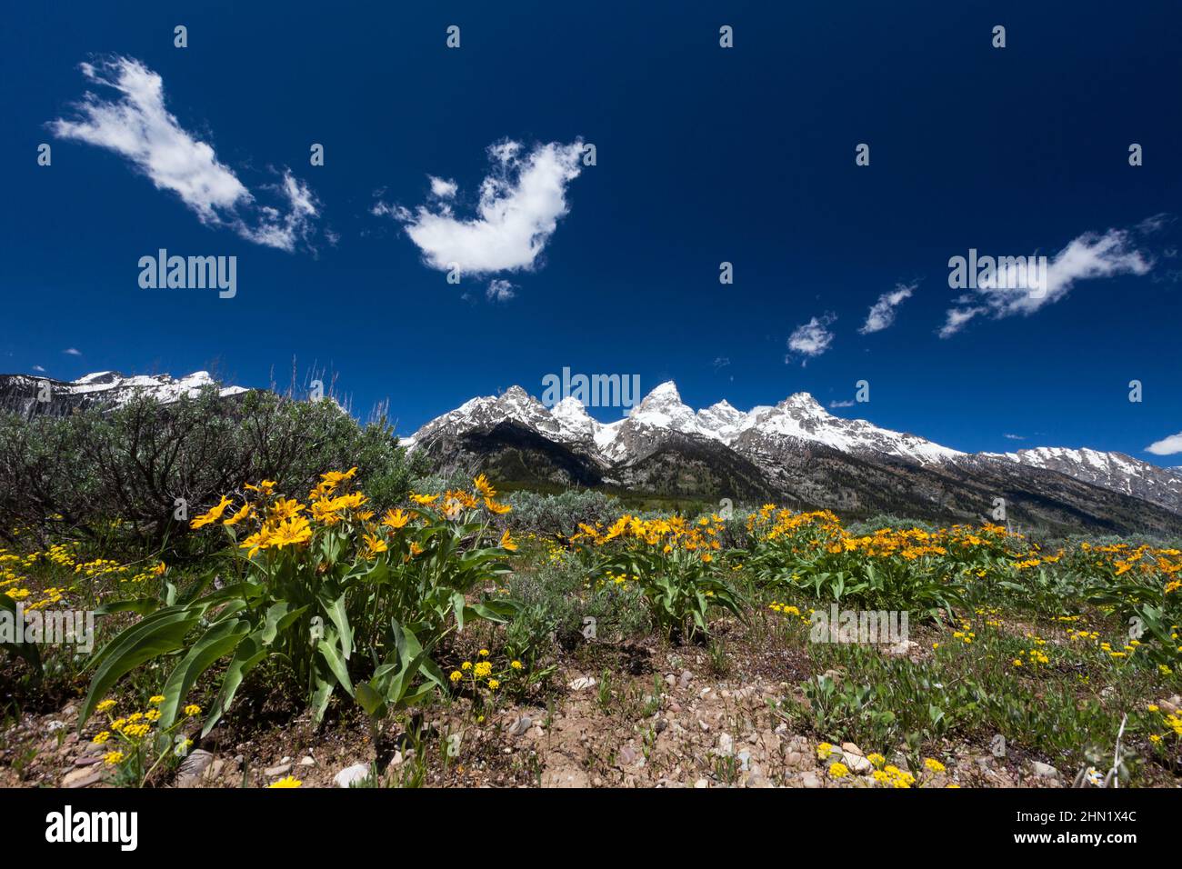 Grand Teton mountain range and Arrowleaf Balsamroot (Balsamorhiza sagittata) Grand Teton NP, Wyoming Stock Photo