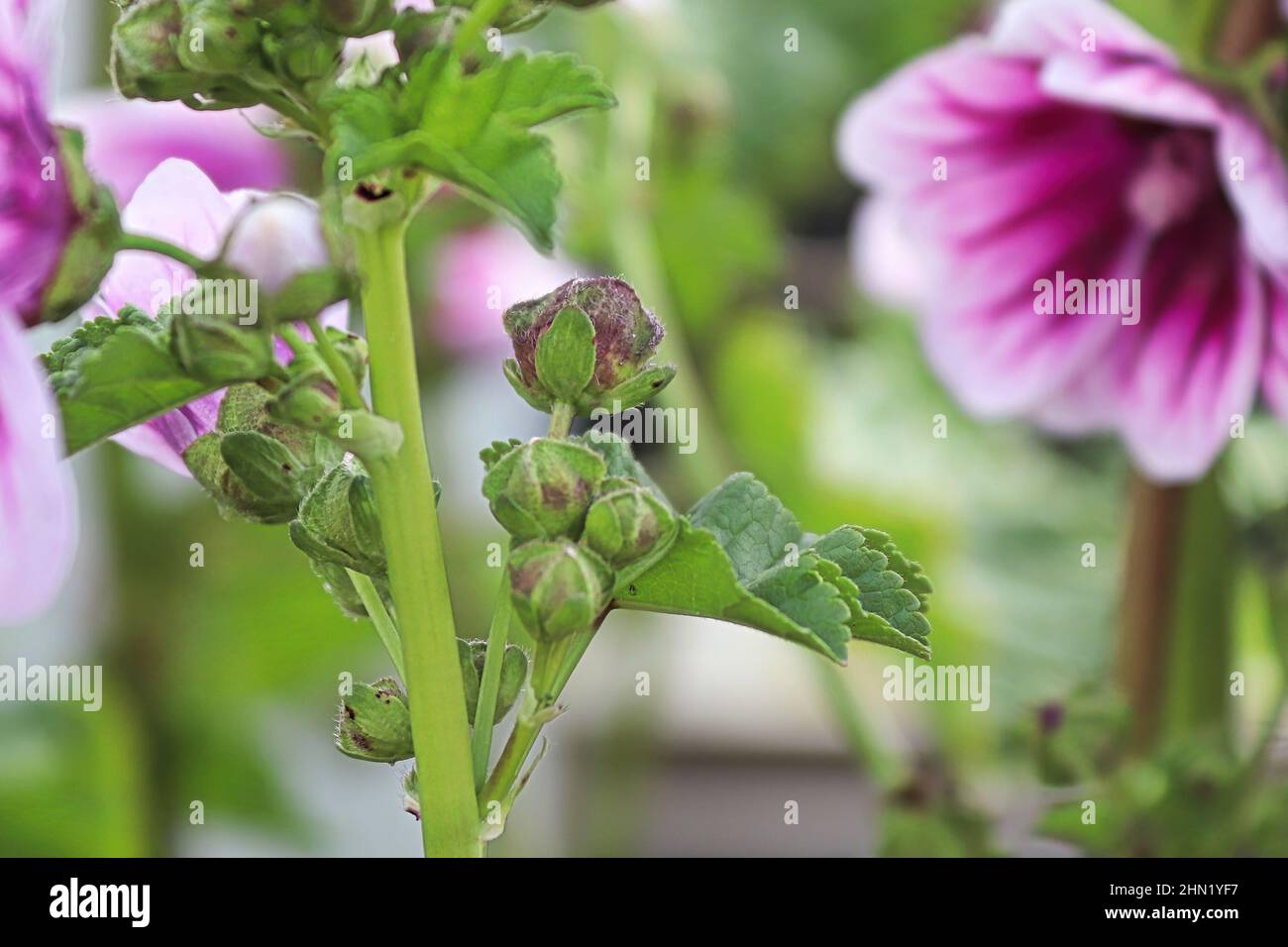 Macro view of the flower buds on a mallow plant. Stock Photo