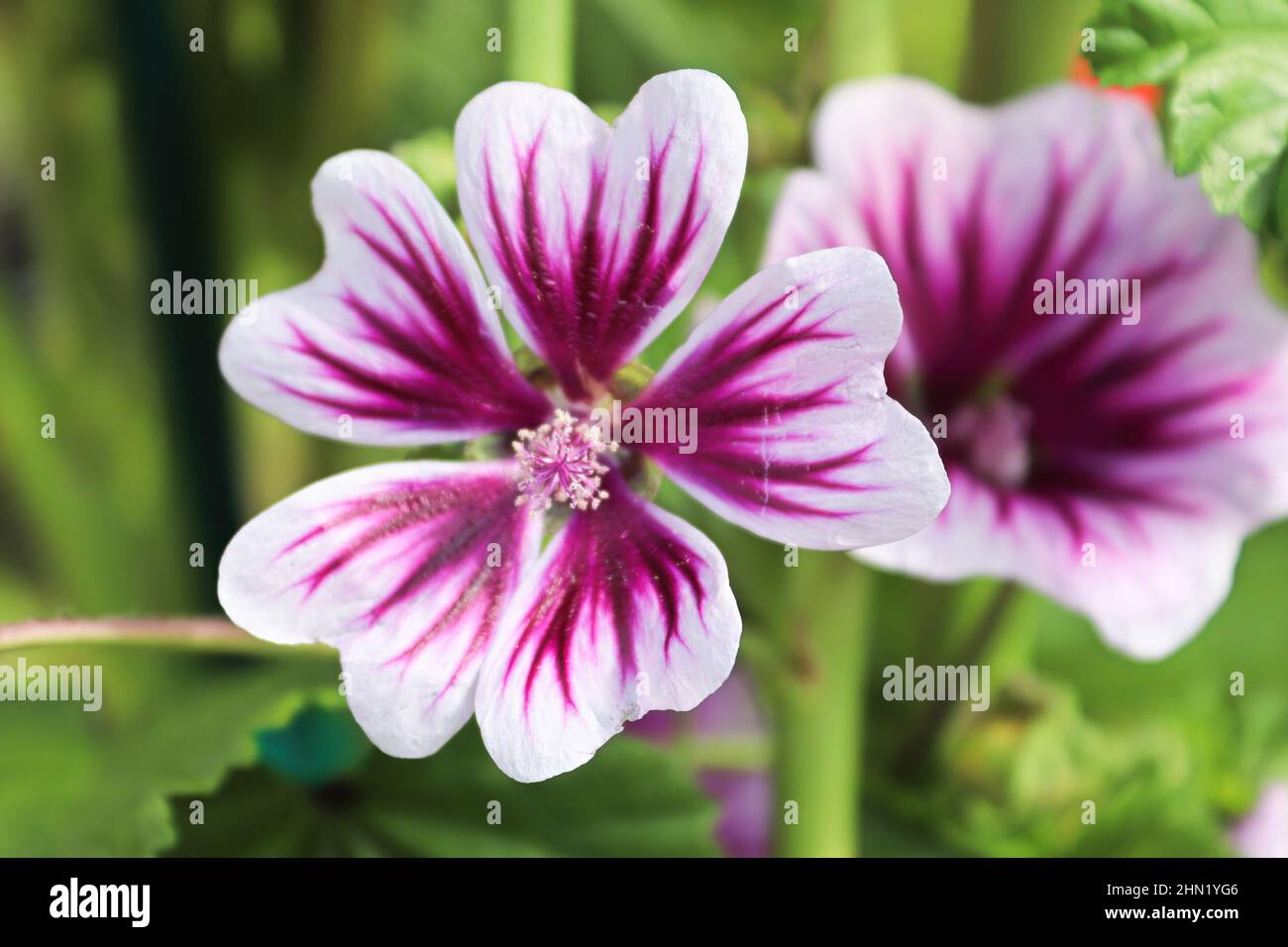 Closeup view of the purple petals on a mallow plant. Stock Photo