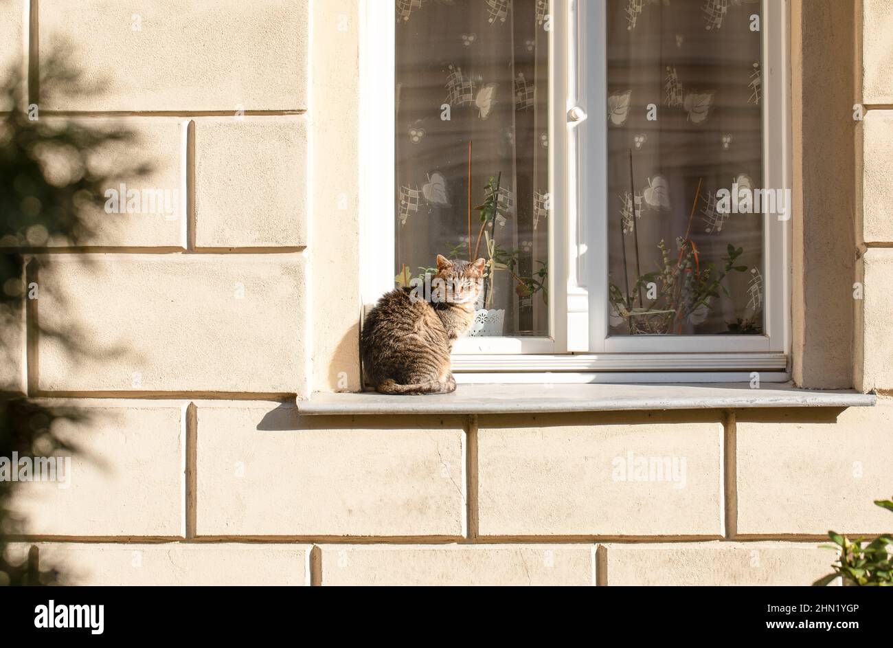 Cat sitting on window sill Stock Photo Alamy