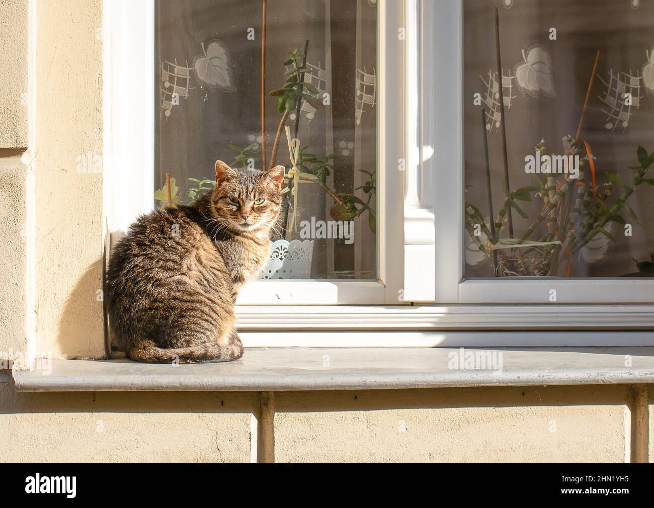 Cat sitting on window sill Stock Photo Alamy