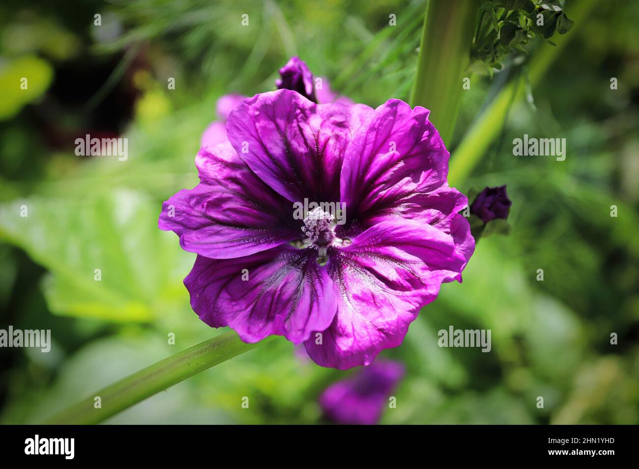 Closeup view of the purple petals on a mallow plant Stock Photo