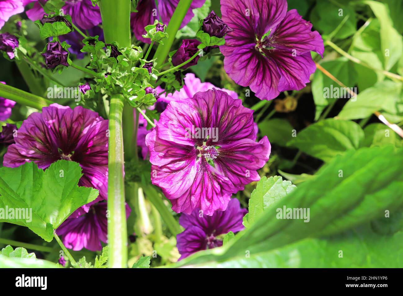 Closeup view of the purple petals on a mallow plant Stock Photo