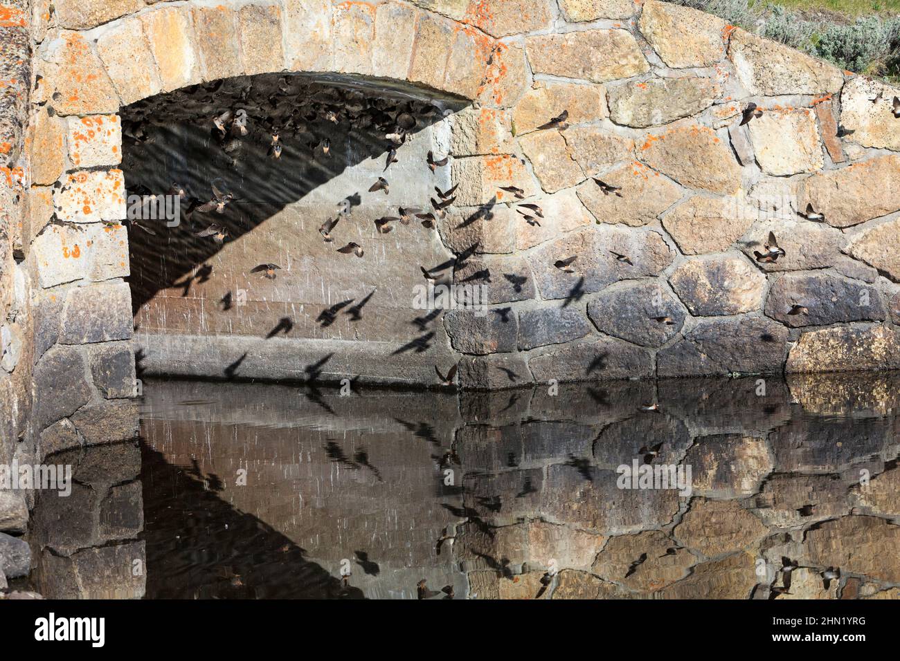 Cliff Swallow (Hirundo pyrrhonota) breeding colony under creek bridge beside Alum Creek, Yellowstone NP, Wyoming Stock Photo