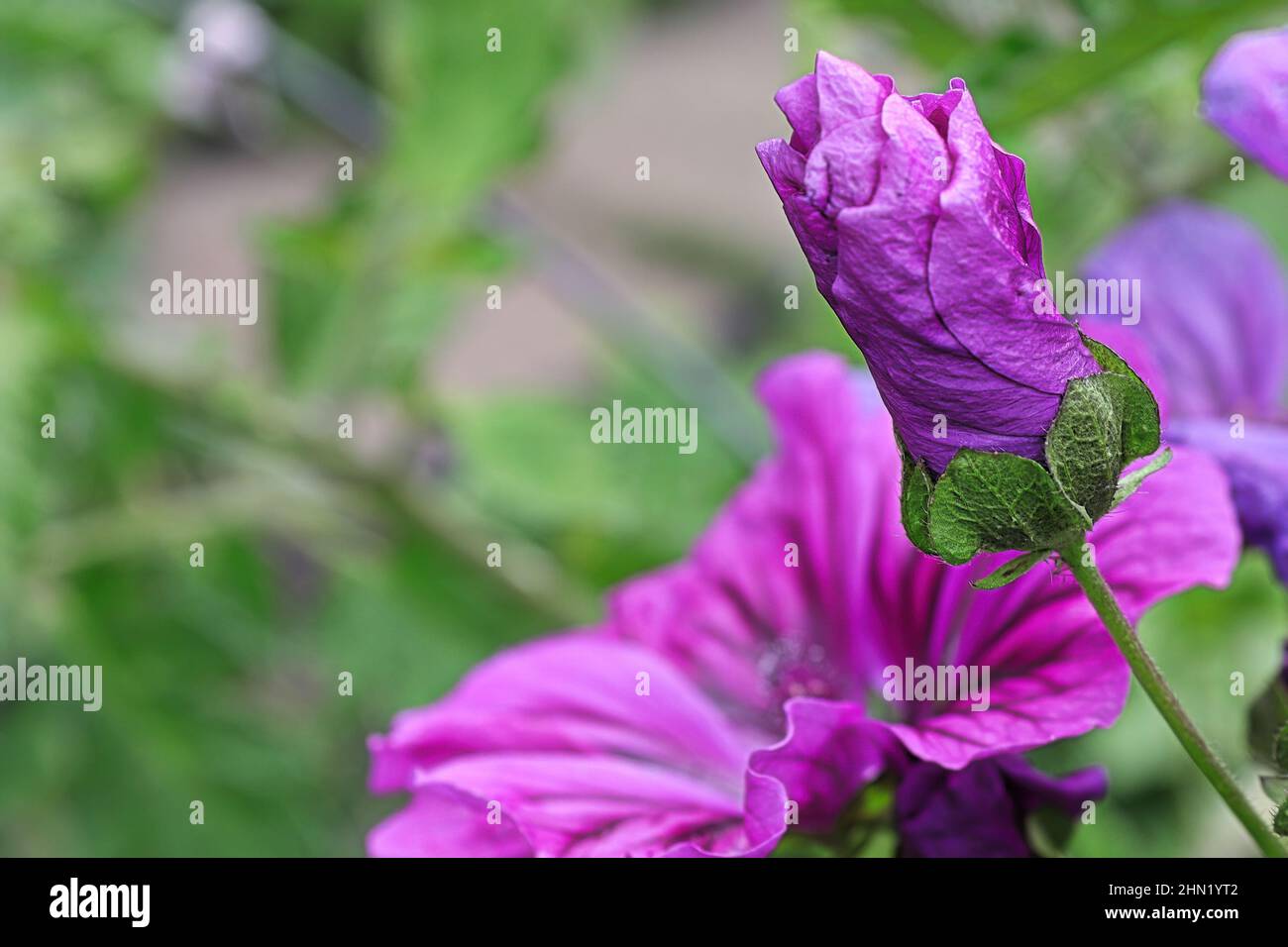 Macro view of the curled purple petals on a mallow plant Stock Photo