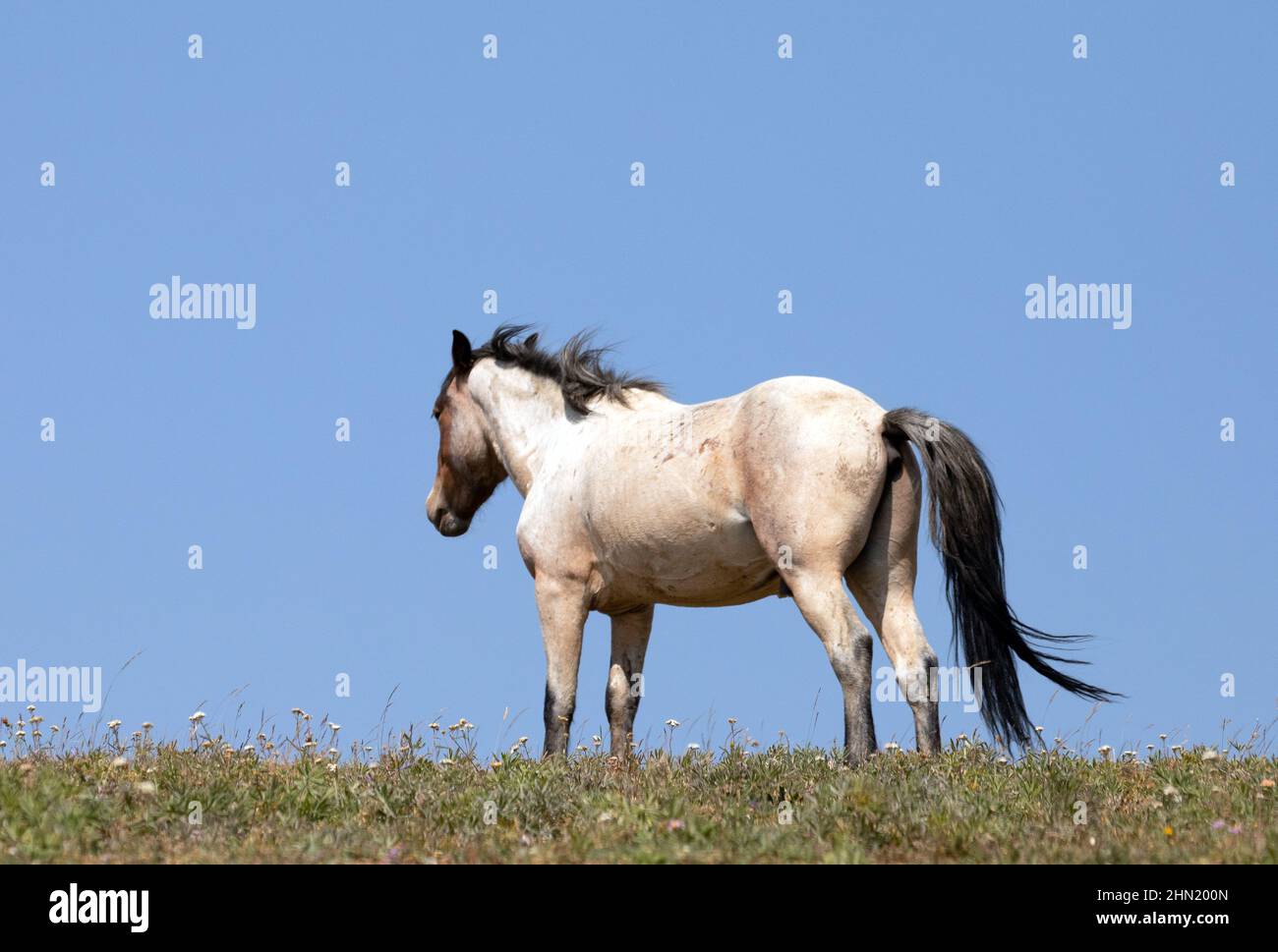 Honey Red Roan Wild Horse Mustang Stallion on Sykes Ridge in the Pryor Mountains Wild Horse Range on the border of Wyoming in the United States Stock Photo