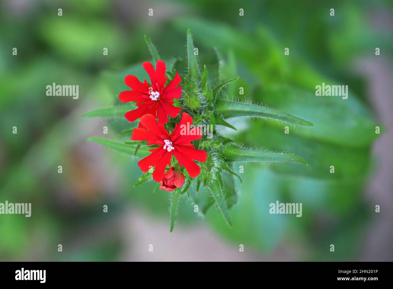 Closeup view of the red flowers on a maltese cross plant Stock Photo