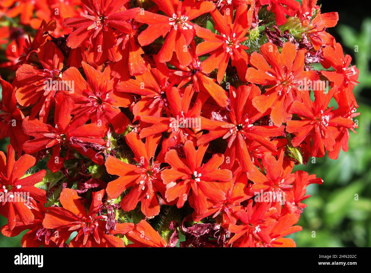 Closeup view of the red flowers on a maltese cross plant Stock Photo