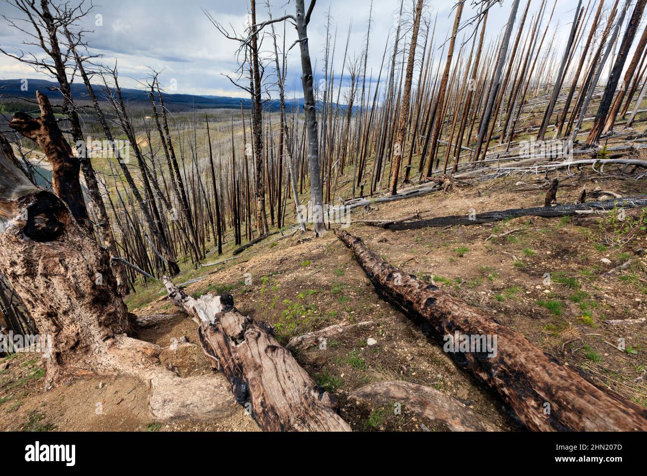 Burnt Trees and skeleton forestry at lake Butte, on the North shore of Yellowstone lake, Yellowstone NP, Wyoming, USA Stock Photo