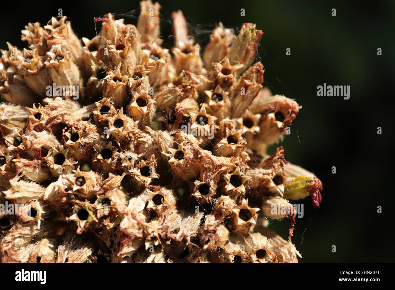 Closeup view of the seed pods on a maltese cross plant Stock Photo