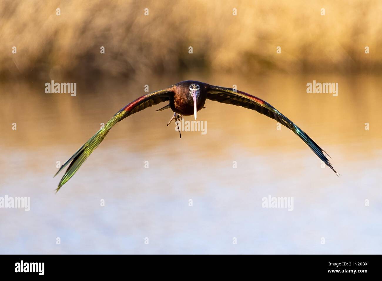 Glossy ibis (Plegadis falcinellus) in fly Stock Photo