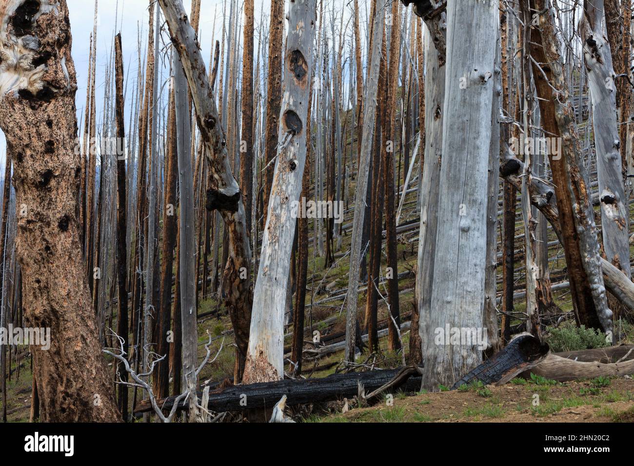 Burnt Trees and skeleton forestry at lake Butte, on the North shore of Yellowstone lake, Yellowstone NP, Wyoming Stock Photo