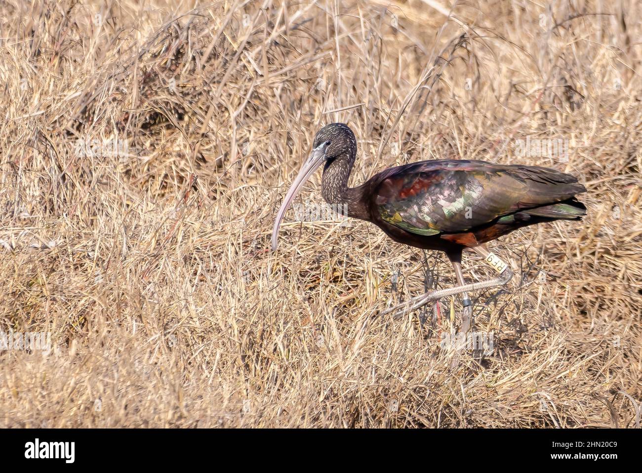 Glossy ibis (Plegadis falcinellus) perched Stock Photo