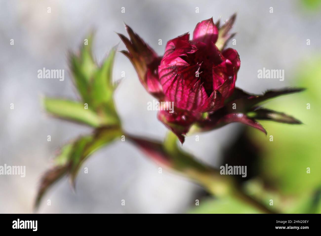 Delicate closeup view of pink masterwort flower heads Stock Photo