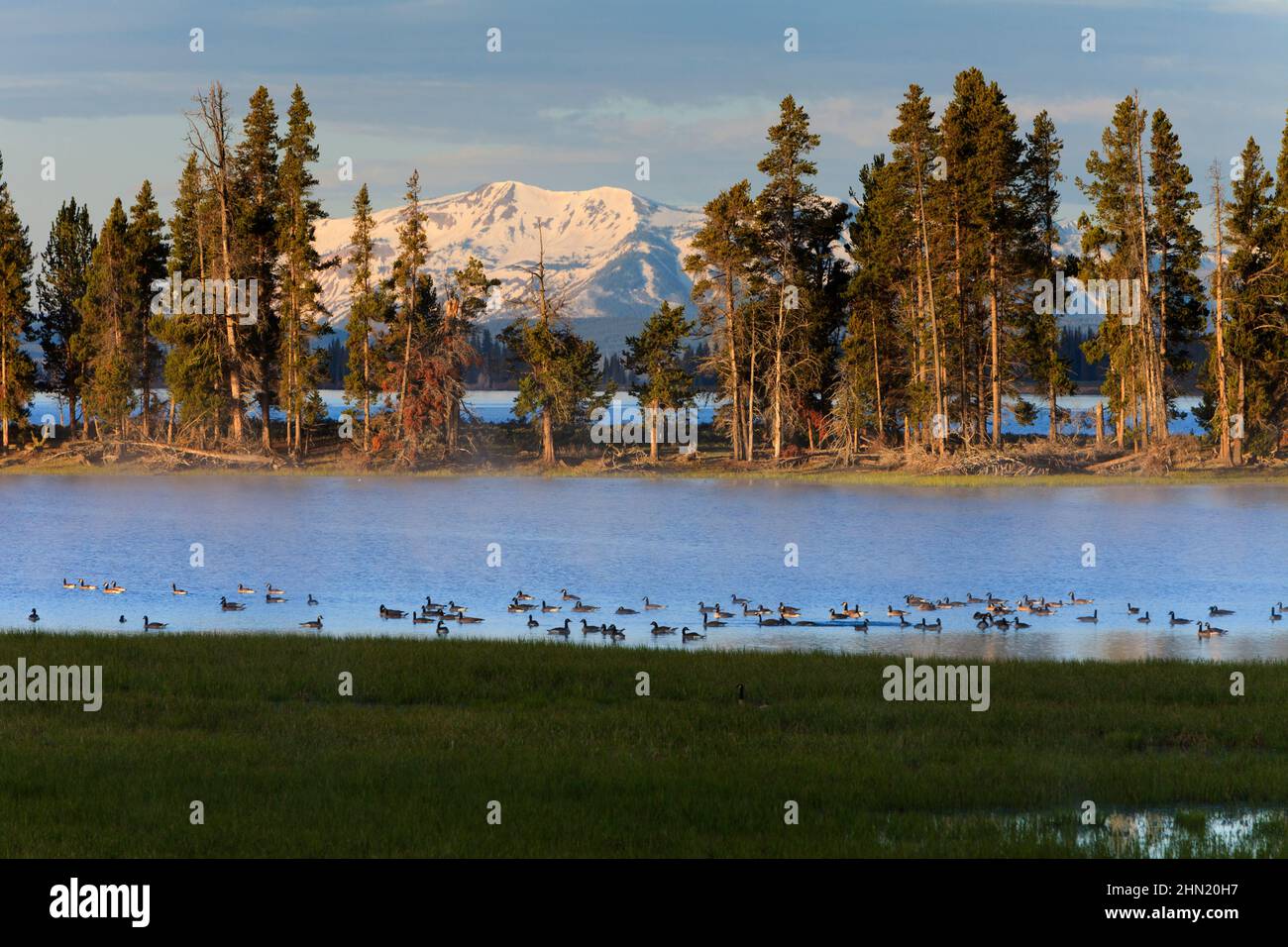 Canada Goose (Branta canadensis) flock on Yellowstone Lake at Fisher Bridge, early morning in June, Yellowstone NP, Wyoming Stock Photo