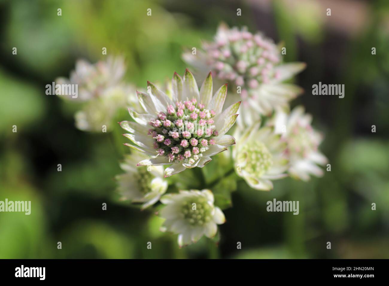 Macro view of pink and white masterwort flowers Stock Photo