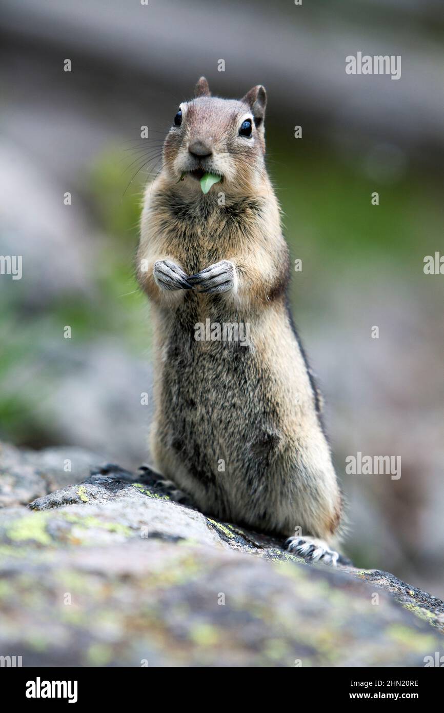 Golden-mantled Ground Squirrel (Callospermophilus) on boulder,  Yellowstone NP, Wyoming, USA Stock Photo