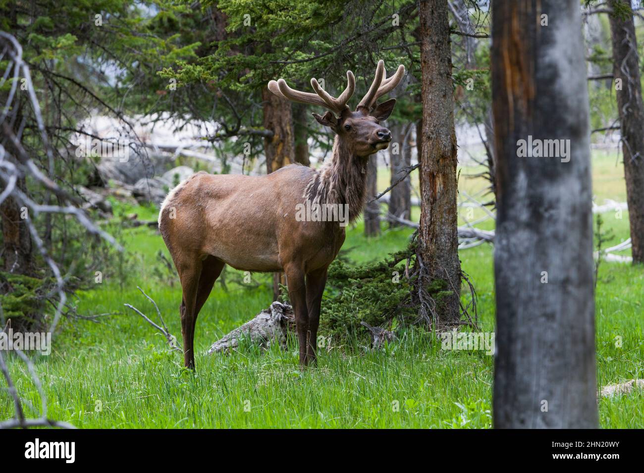 Elk (cervus elaphus) bull with new developing antlers covered in velvet, Yellowstone NP, Wyoming Stock Photo