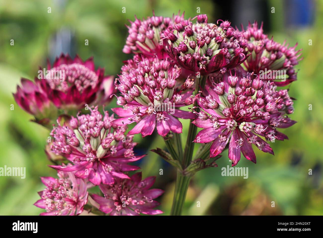 Delicate view of pink masterwort flower heads Stock Photo