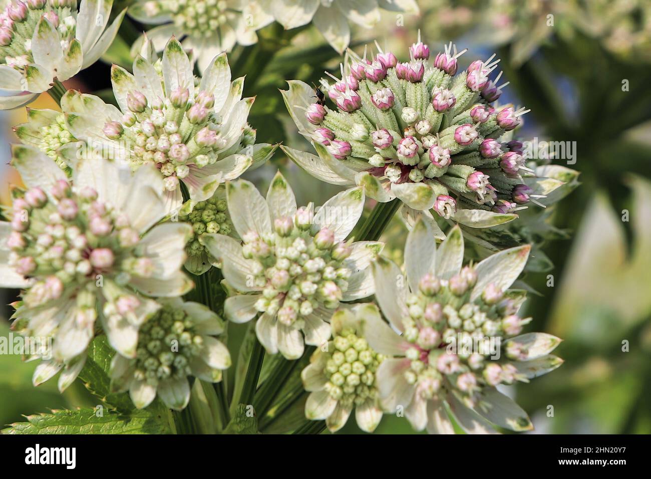 Macro view of pink and white masterwort flower clusters Stock Photo