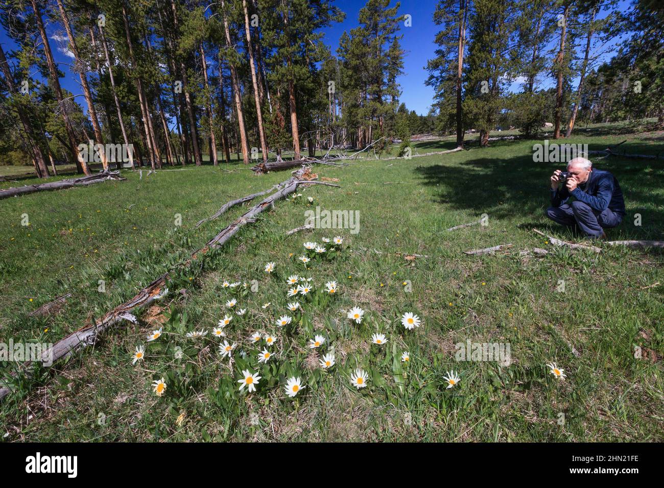 White Mule's Ear (Wyethia helianthoides) flowers on meadow, being photographed by tourist, Yellowstone NP, Wyoming, USA Stock Photo