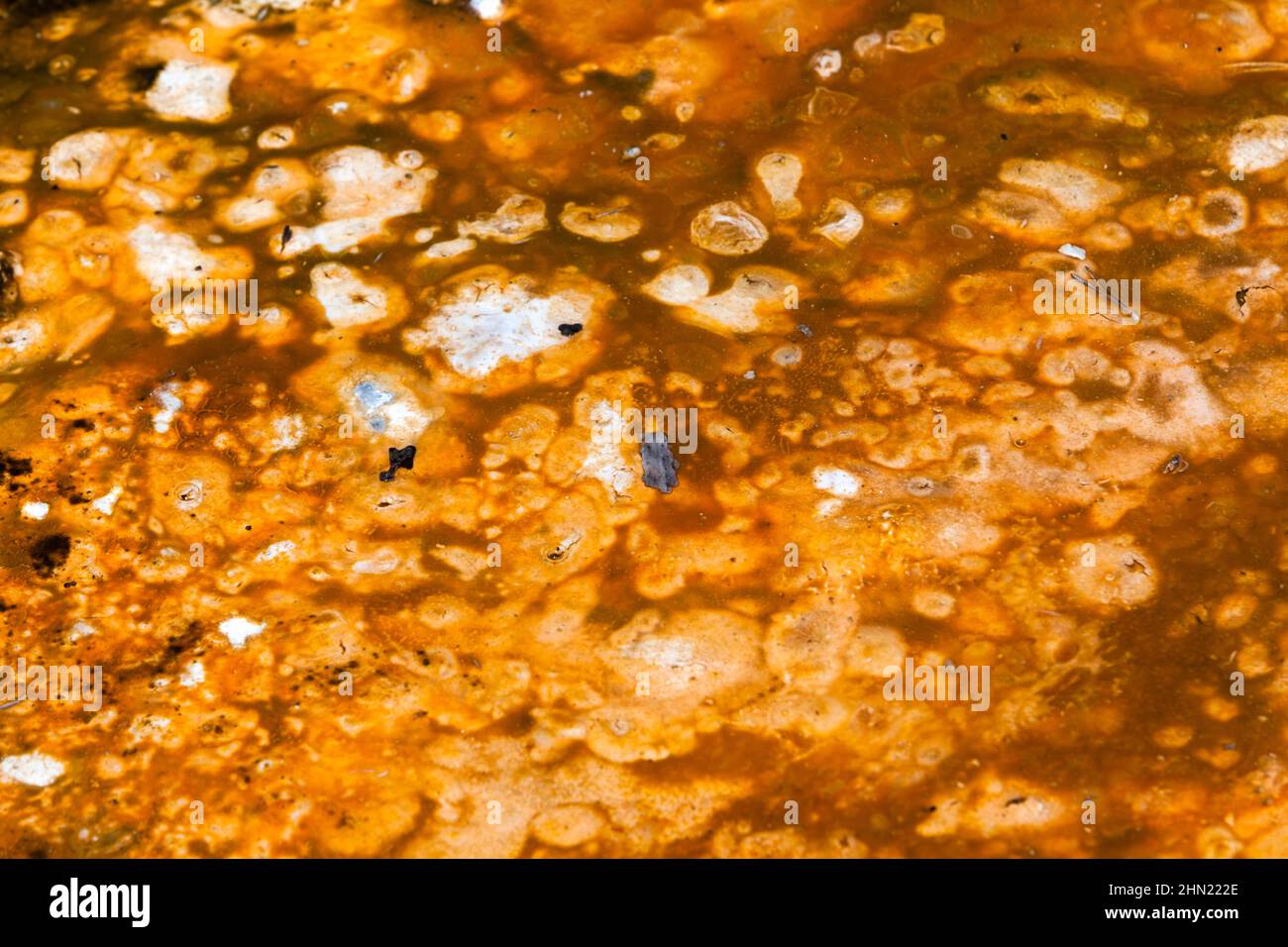 Bacterial mats in runoff water, Midway Geyser Basin, Yellowstone NP, Wyoming, USA Stock Photo