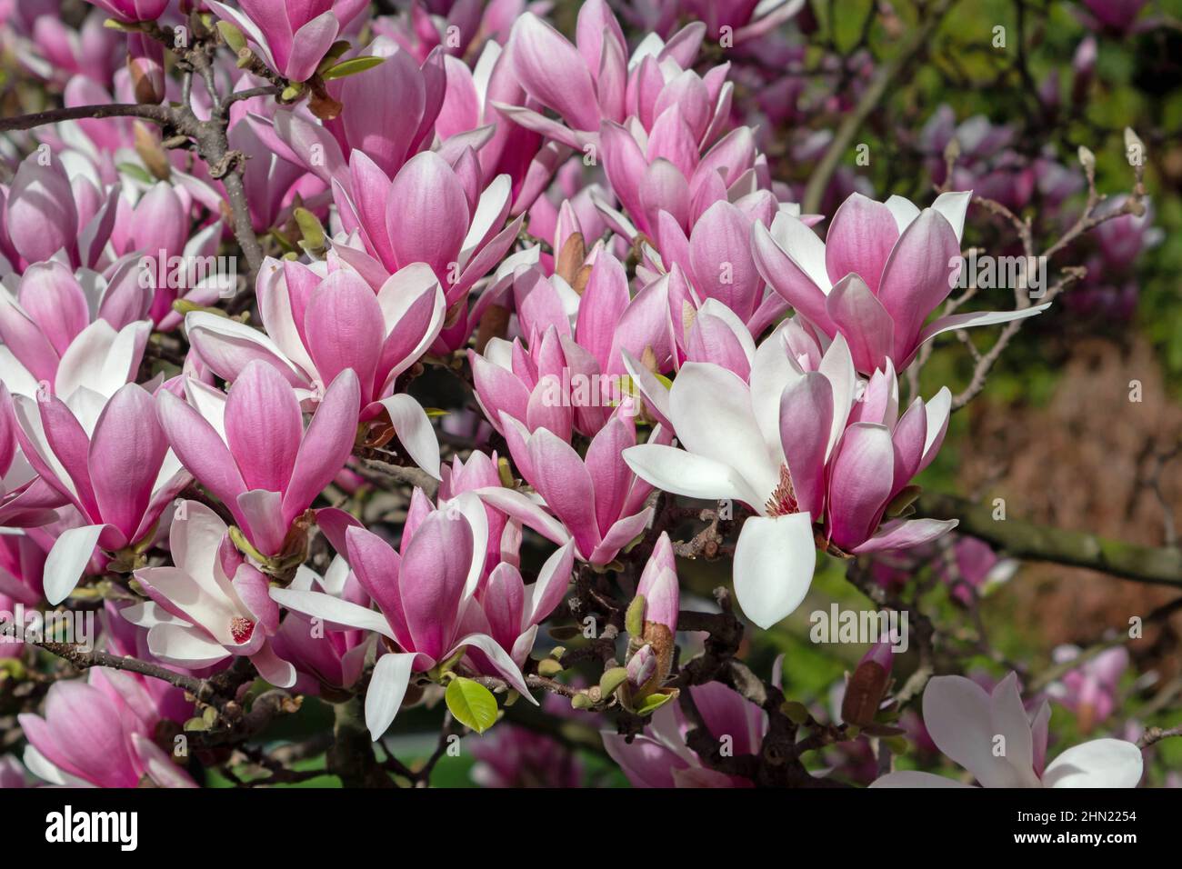 Woody-orchid tree in full bloom.Pink magnolia liliiflora flowers. Stock Photo