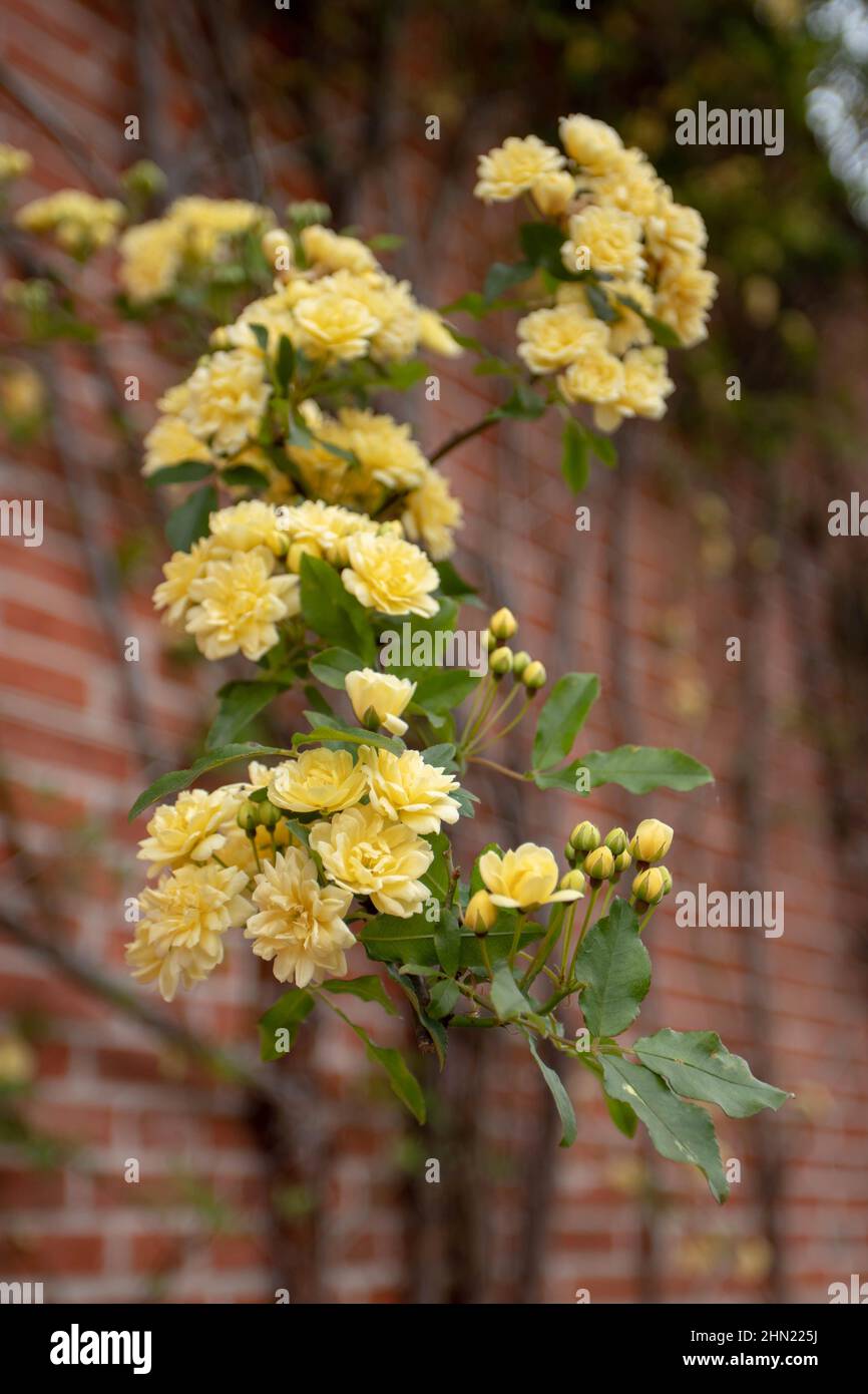 Climbing rose branch with flowers and leaves on the red bricks wall ...