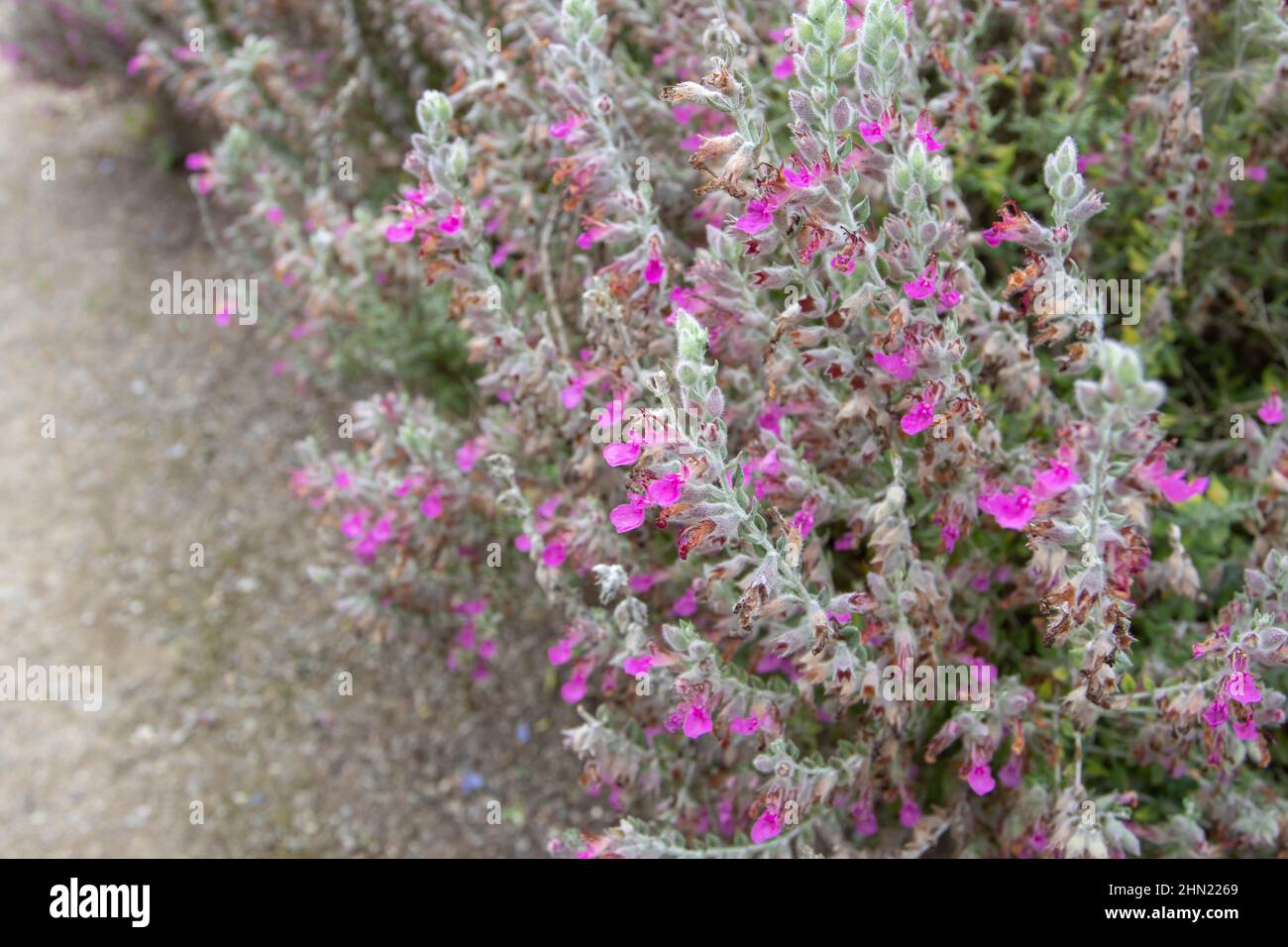 Cat thyme or kitty crack flowering plants with pink flowers. Teucrium