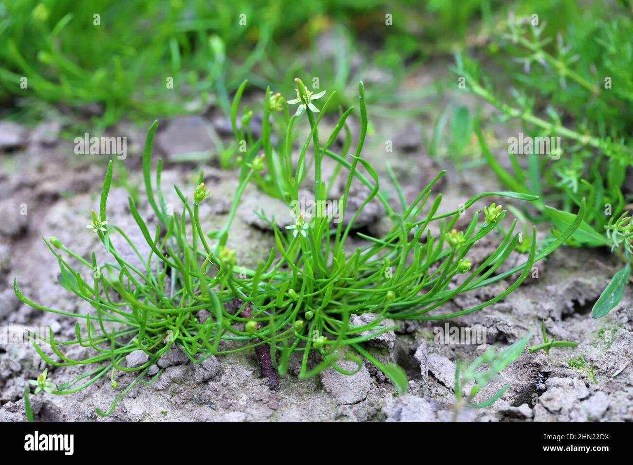 Myosurus minimus is a species of flowering plant in the buttercup family known by the common name tiny mousetail or just mousetail. Stock Photo