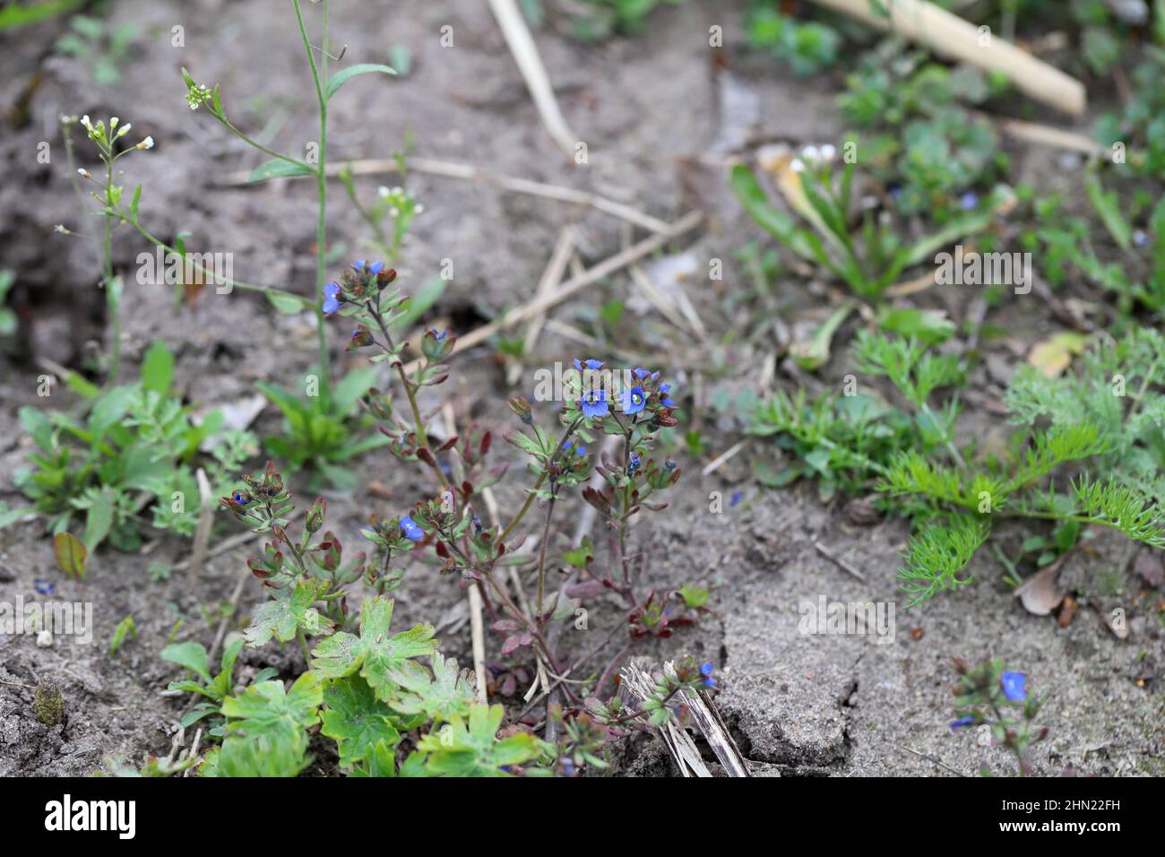 Veronica arvensis common names: wall speedwell of corn speedwell. Widespread and common weeds in agricultural and horticultural crops. Stock Photo