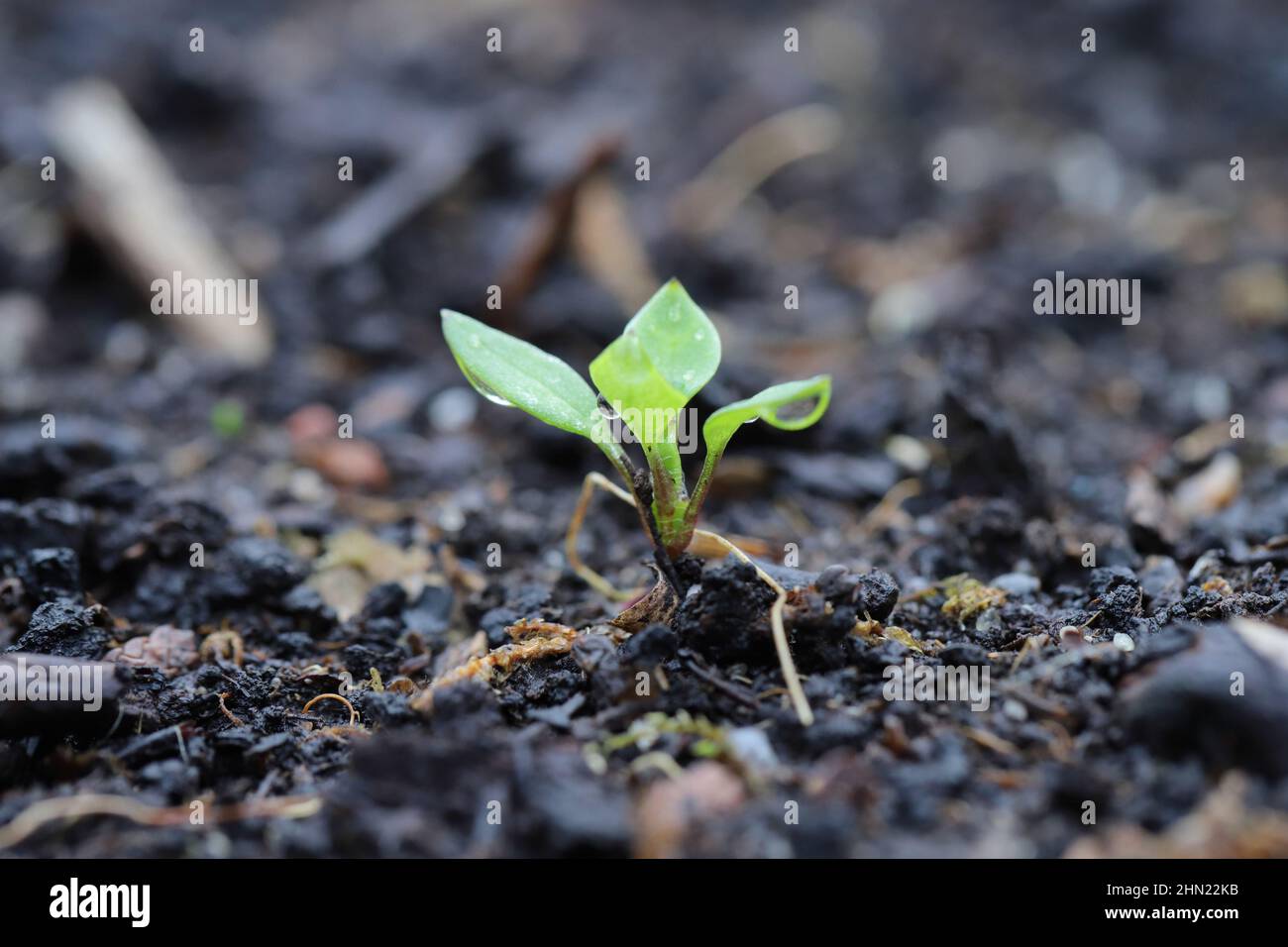 Stellaria media - chickweed, is an annual and perennial flowering plant in the family Caryophyllaceae. Widespread and common weed in agricultural. Stock Photo