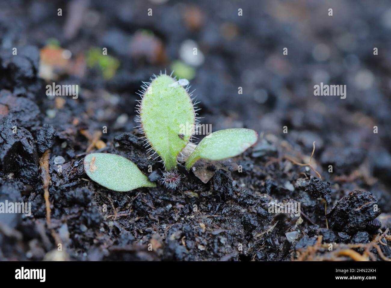 Widespread and common weed in agricultural and horticultural crops. Stock Photo