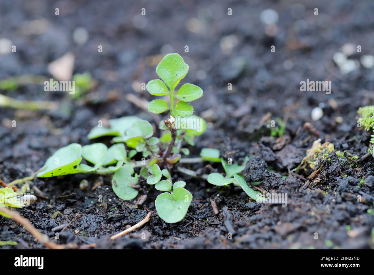 Cardamine hirsuta, commonly called hairy bittercress, is an annual or biennial species of plant in the family Brassicaceae. Widespread and common weed Stock Photo