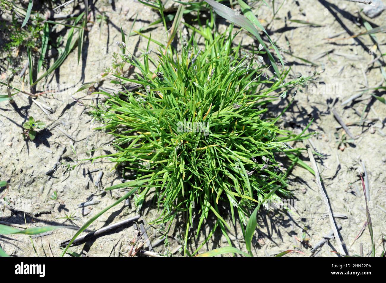 Poa annua or annual meadow grass. Widespread and common weeds in agricultural and horticultural crops. Stock Photo