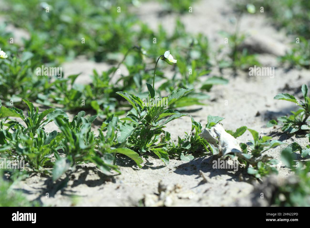 Viola arvensis is a species of violet known by the common name field pansy. Widespread and common weed in agricultural and horticultural crops. Stock Photo