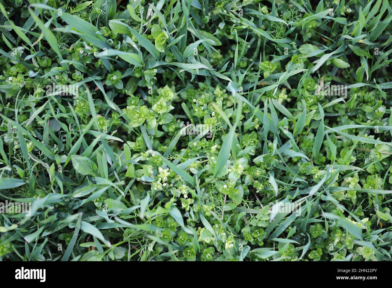 A cereal crop heavily infested with different weed species. Stock Photo