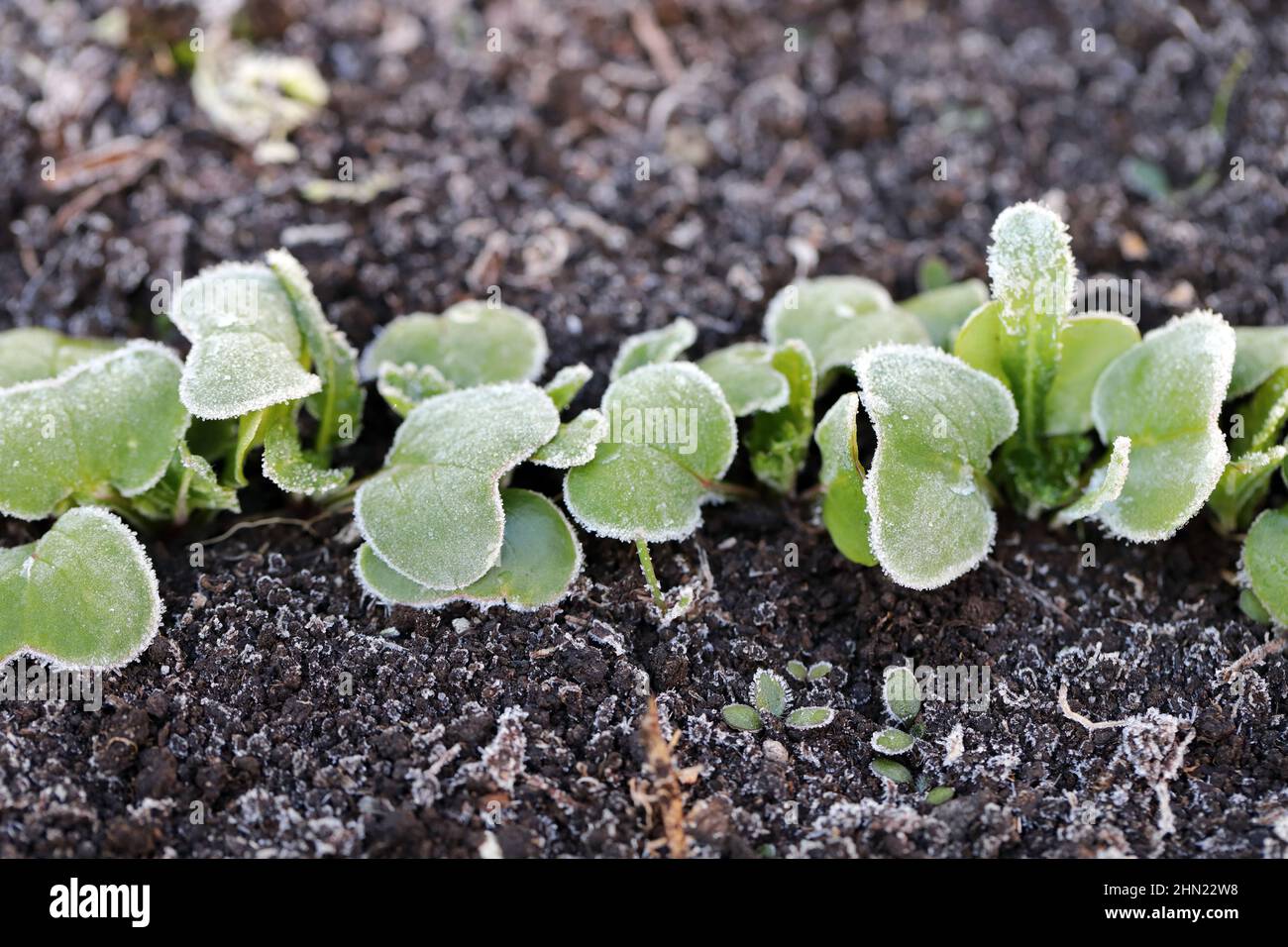 Young radish plants growing in the garden covered with frost. Spring night frost. Stock Photo