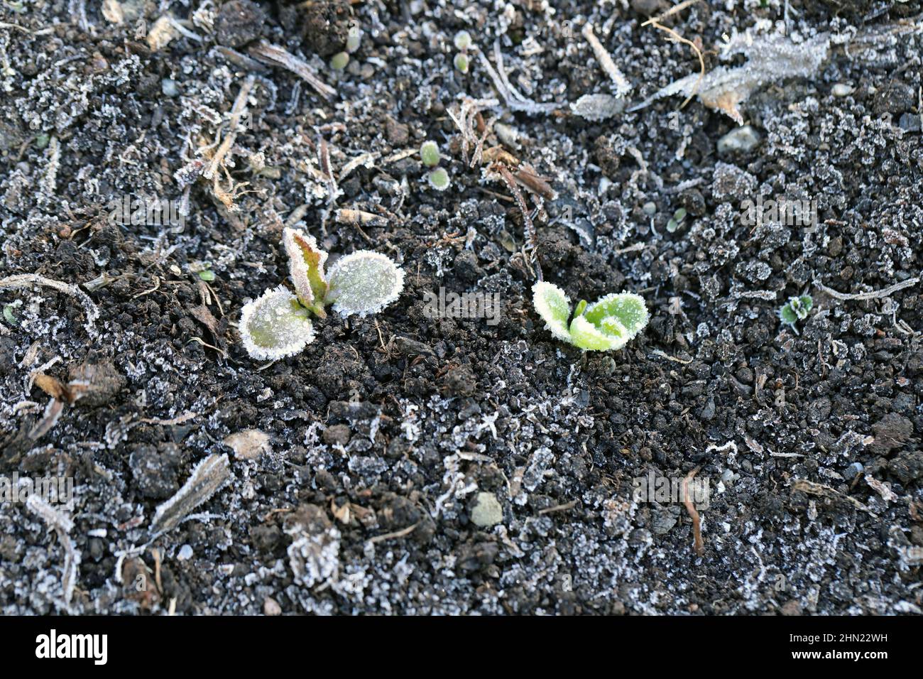 Young lettuce plants growing in the garden covered with frost. Spring