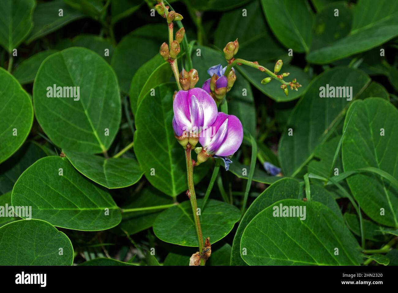 Canavalia rosea (beach bean) has a pantropical distribution growing on upper beaches, cliffs, and dunes. Stock Photo