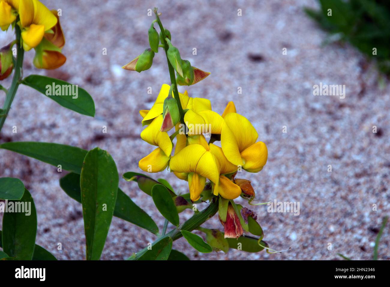 Crotalaria retusa (devil-bean) is a poisonous plant native to tropical Asia, Africa and Australia. The current picture was taken on St Lucia. Stock Photo