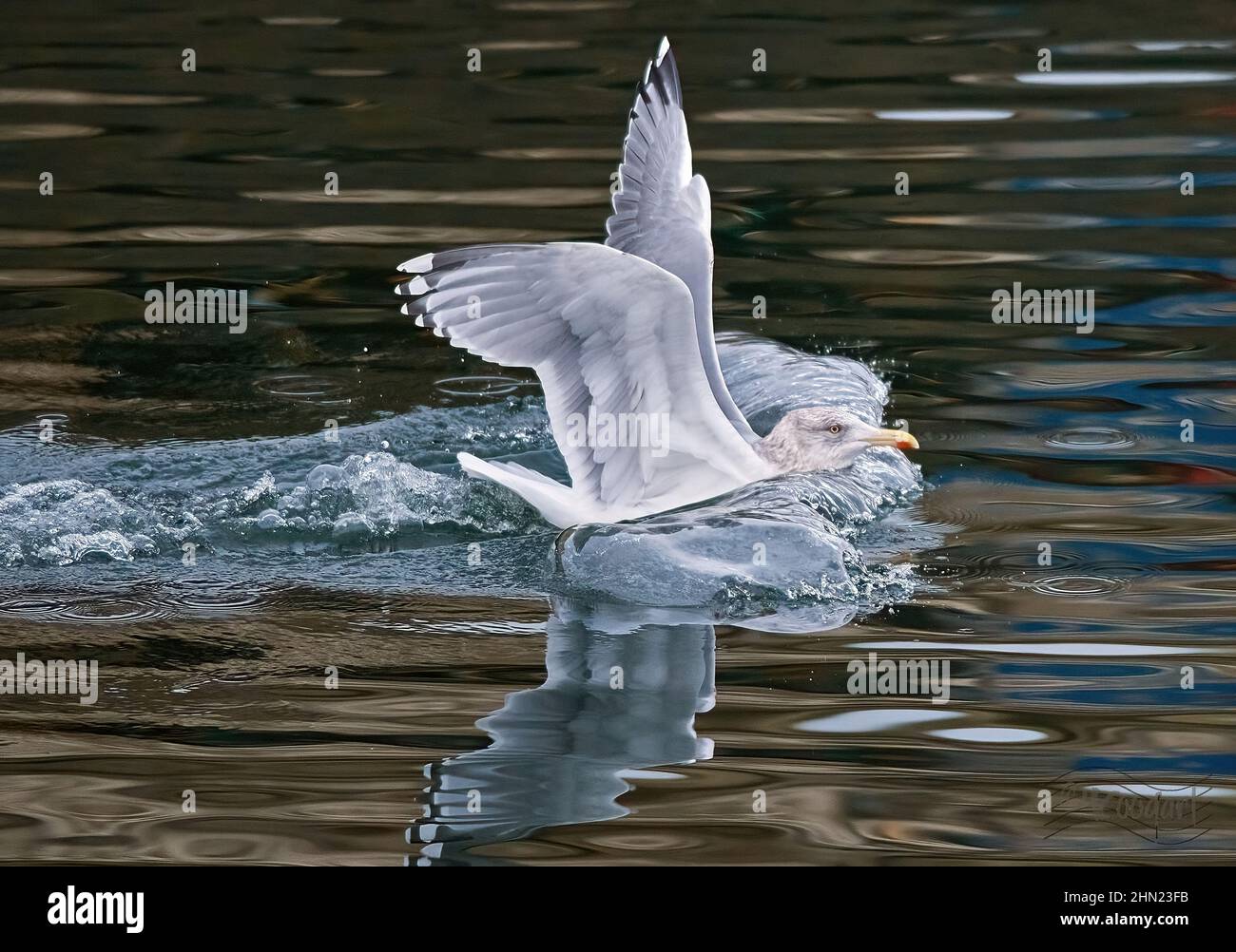 Herring Gull, CrashLanding! Stock Photo Alamy
