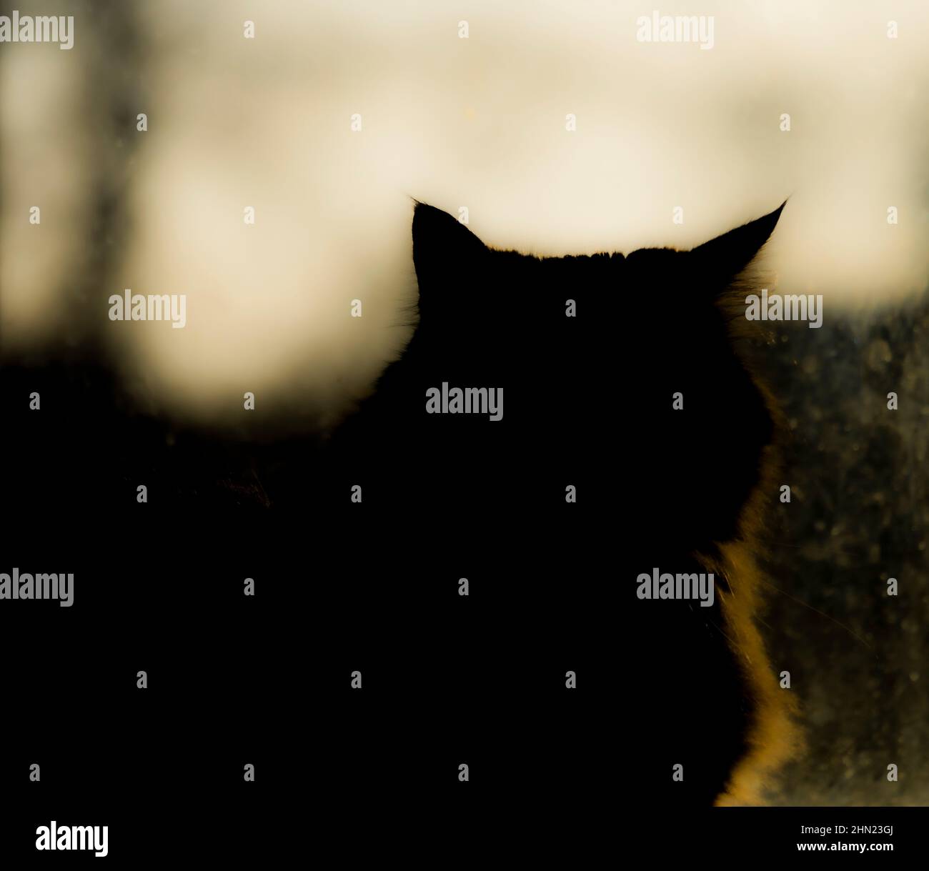 Silhouette of tabby small cat near window in sunny winter morning Stock ...